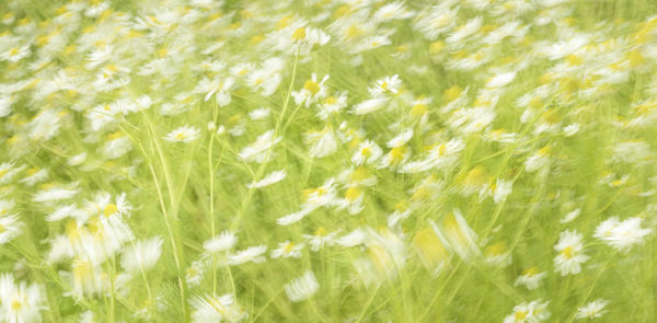 Defocused image of fresh yellow flowers in field