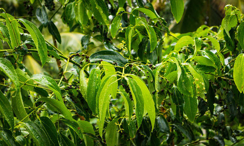 Close-up of fresh green plants