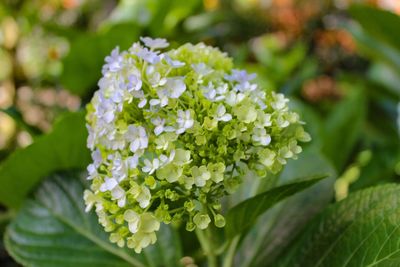 Close-up of white flowering plant