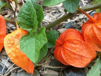 Close-up of orange leaves