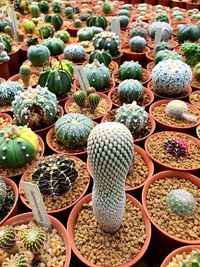 High angle view of succulent plants