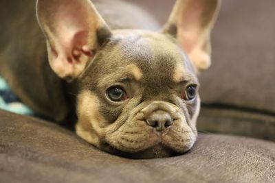 Portrait of dog at home