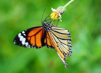 Close-up of butterfly perching on flower