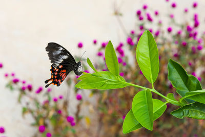 Close-up of butterfly fluttering over pink flowers, searching for its the one.. 