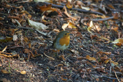 High angle view of bird on field