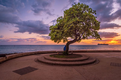 Tree by sea against sky during sunset