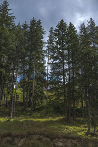 Trees in forest against sky