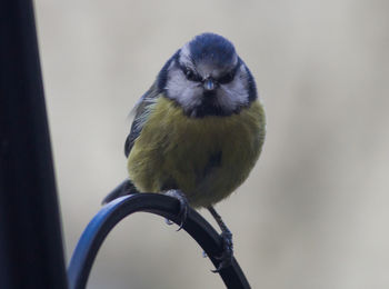 Close-up portrait of bird perching outdoors