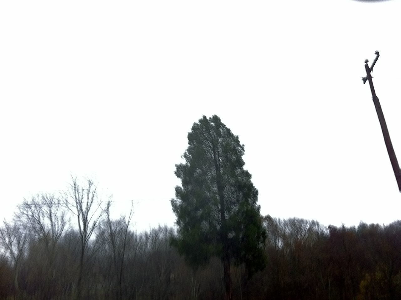 TREES ON LANDSCAPE AGAINST CLEAR SKY