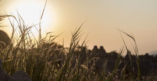 Close-up of grass growing in field against sky during sunrise