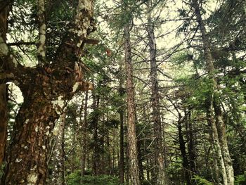 Low angle view of trees in forest