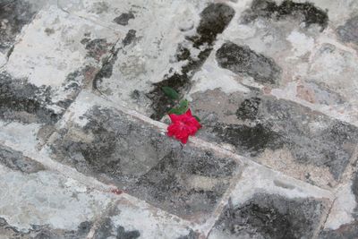 High angle view of red rose on rock
