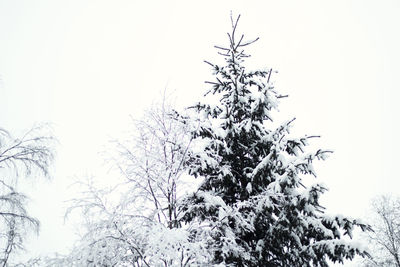 Low angle view of bare trees against clear sky