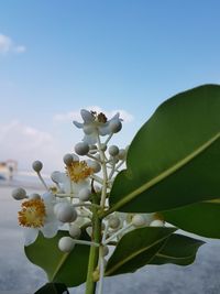 Close-up of white flowering plant against sky