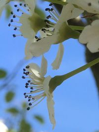 Low angle view of fresh flower against sky