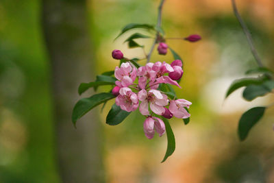 Close-up of pink flowering plant