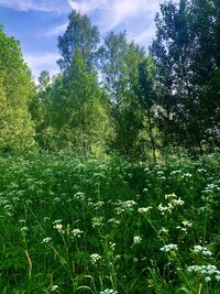 Plants growing on field against sky