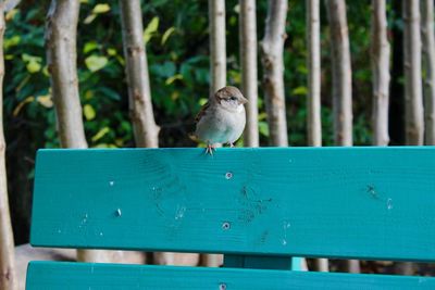 Close-up of bird perching on wood