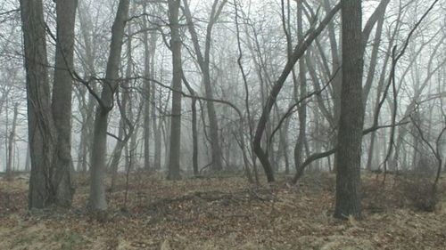 Bare trees in forest