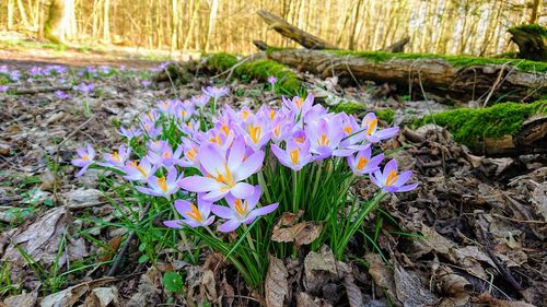 Close-up of purple crocus flowers on field