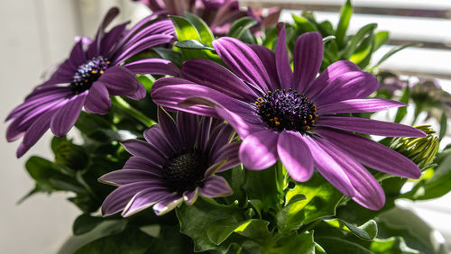 Close-up of purple flowers