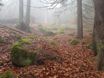 Moss growing on tree trunk in forest