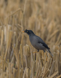 Close-up of bird perching on a field