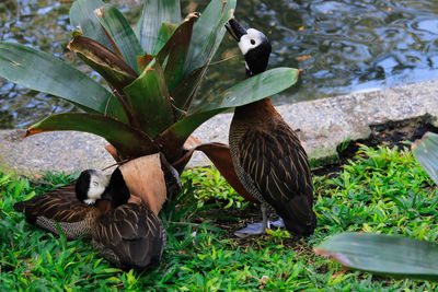 Birds in a lake