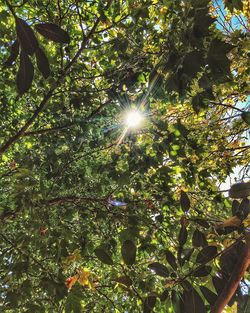 Low angle view of trees