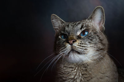 Close-up portrait of a cat over black background