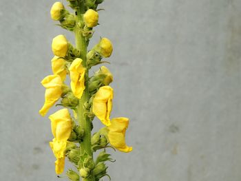 Close-up of yellow flowers