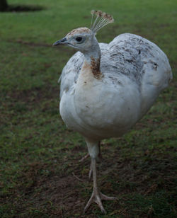 Close-up of bird on grassy field