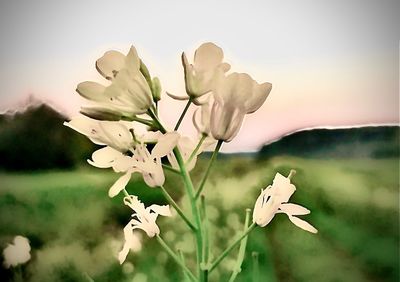 Close-up of white flowering plant