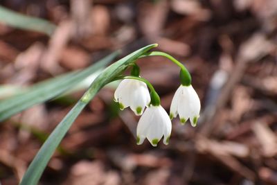 Close-up of white flowering plant