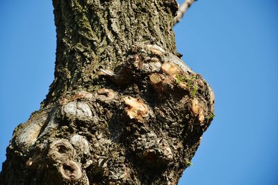 Low angle view of tree against clear sky