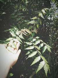 Close-up of hand against plants