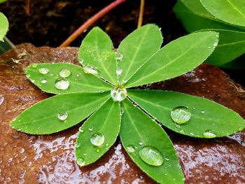 Close-up of wet plant