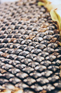 Close-up of sunflower