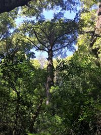 Low angle view of trees against sky