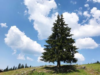 Low angle view of tree on field against sky