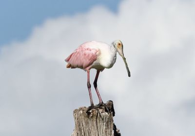 Close-up of bird perching on wooden post