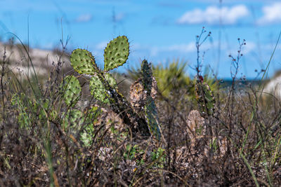 Beach cactus
