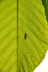 Close-up of green leaves