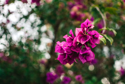 Close-up of pink flowering plant