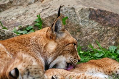 Close-up of a lynx lying down