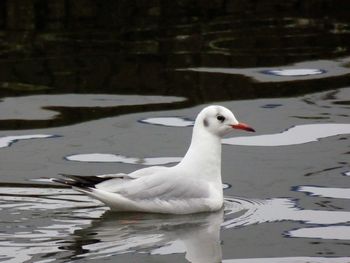 Swan floating on lake