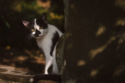Portrait of cat sitting on tree