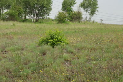 Scenic view of field
