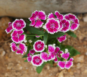 Close-up of pink flowering plants