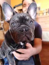 Close-up portrait of dog at home